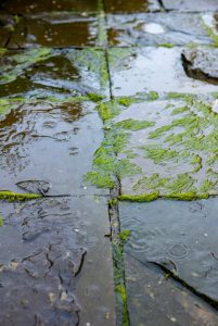 Soft Washing in Exeter