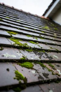 Soft Washing in Exeter